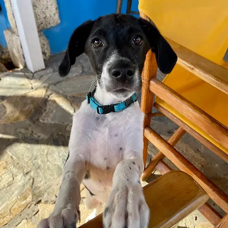 Archontiko Maisonettes 호텔